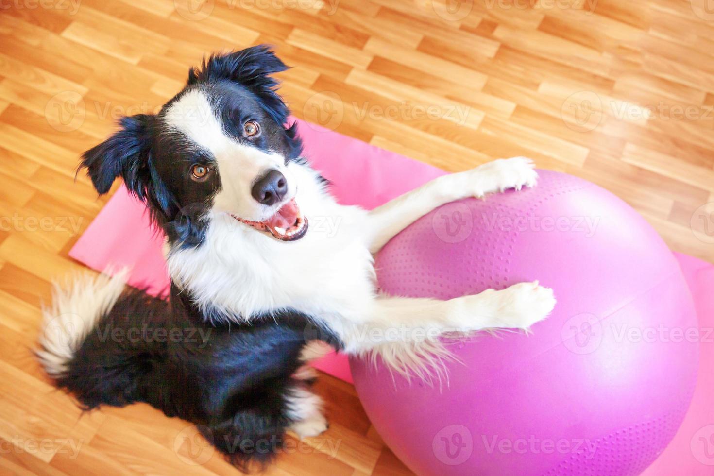 lustiger Hund Border Collie praktiziert Yogastunde mit Gymnastikball drinnen. Welpe macht Yoga-Asana-Pose auf rosa Yogamatte zu Hause. ruhe entspannen während der quarantäne. zu Hause trainieren. foto