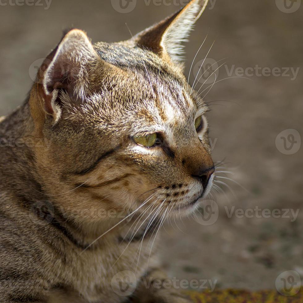 Nahaufnahmeportrait einer Hauskatze foto