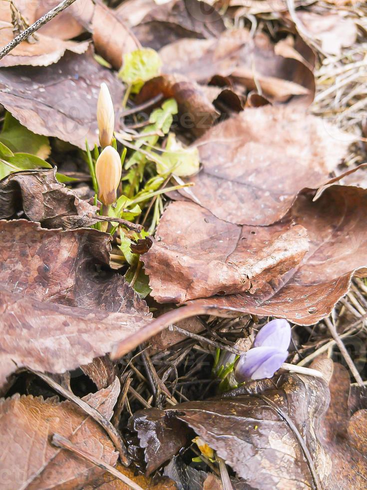 blühende Knospen von Krokussen vor dem Hintergrund des letztjährigen Laubs an einem sonnigen Frühlingstag foto