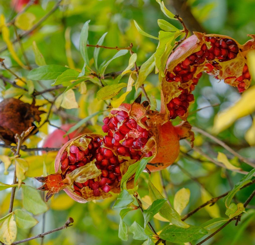 bunter, aufgeplatzter Granatapfel, der an seinem Ast hängt foto