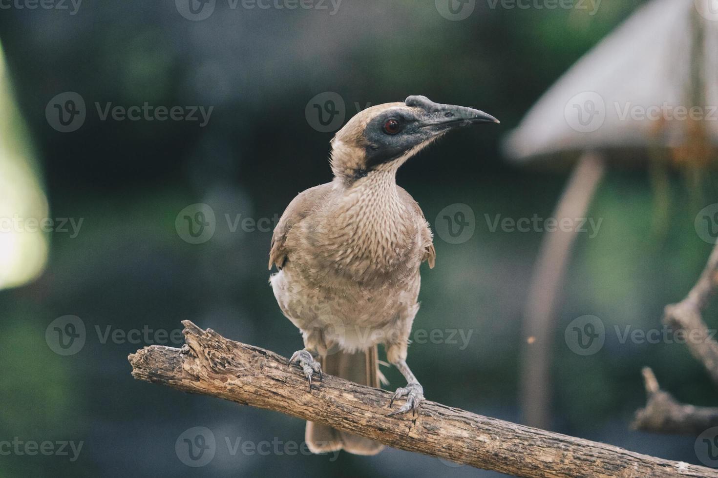 Nahaufnahme des Portraits von behelmtem Friarbird, Philemon buceroides, sitzend auf Ast. sehr seltsamer langer Kopf, hässlicher Vogel. foto