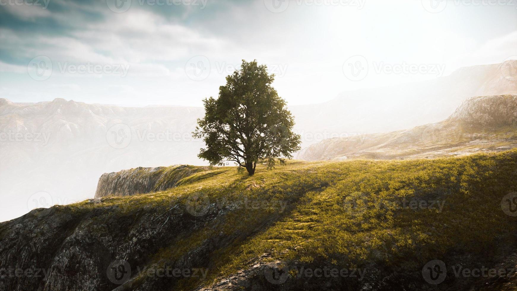 Grüner Baum auf einem Hügel an einem sonnigen Tag im Sommer foto