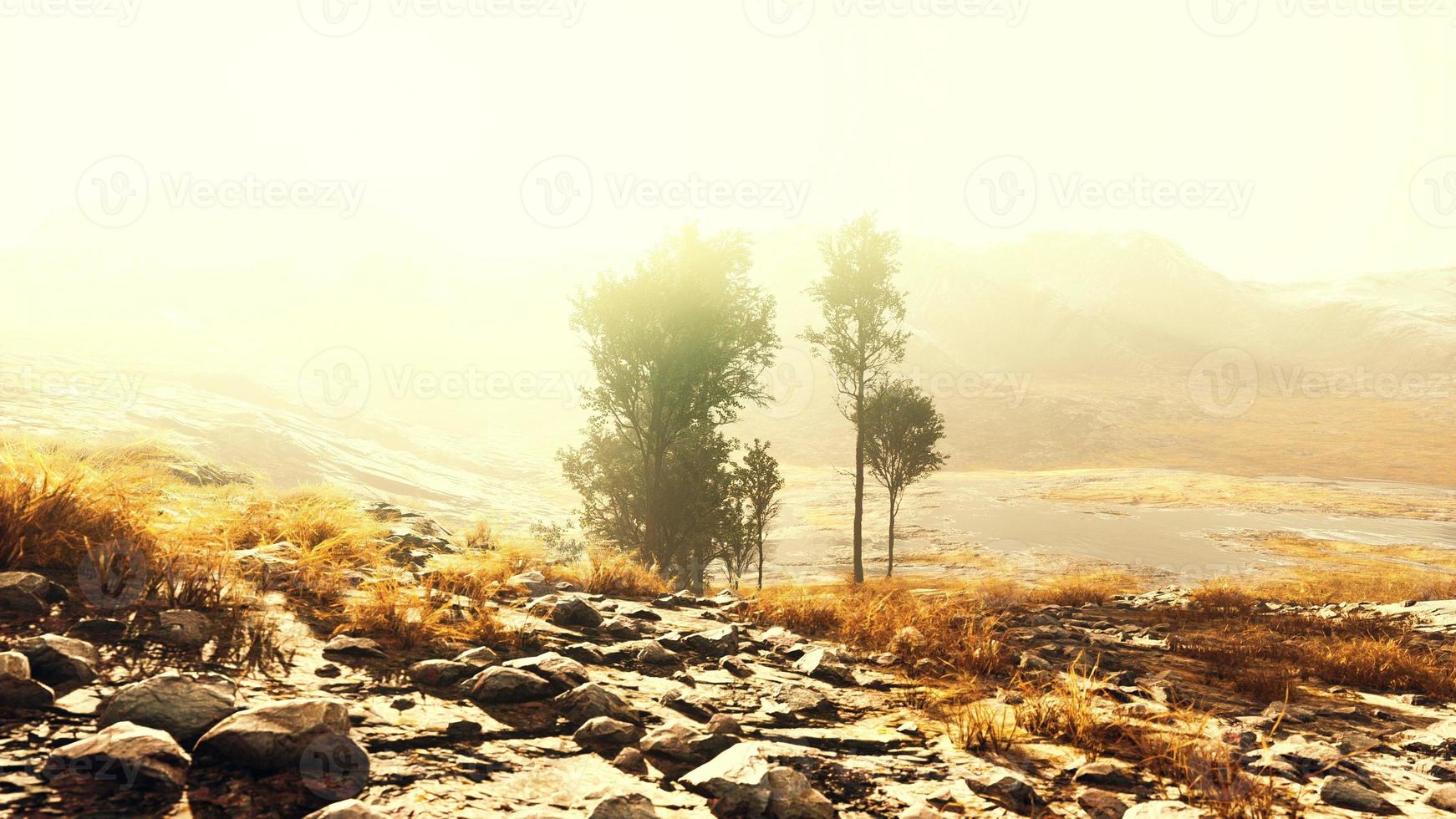 Pinien und Huangshan-Berge in China foto