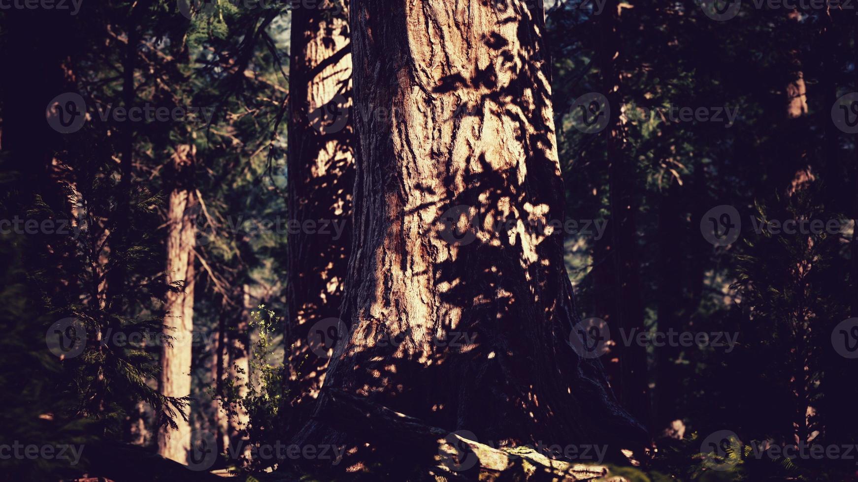 Sequoia-Redwood-Bäume im Wald des Sequoia-Nationalparks foto