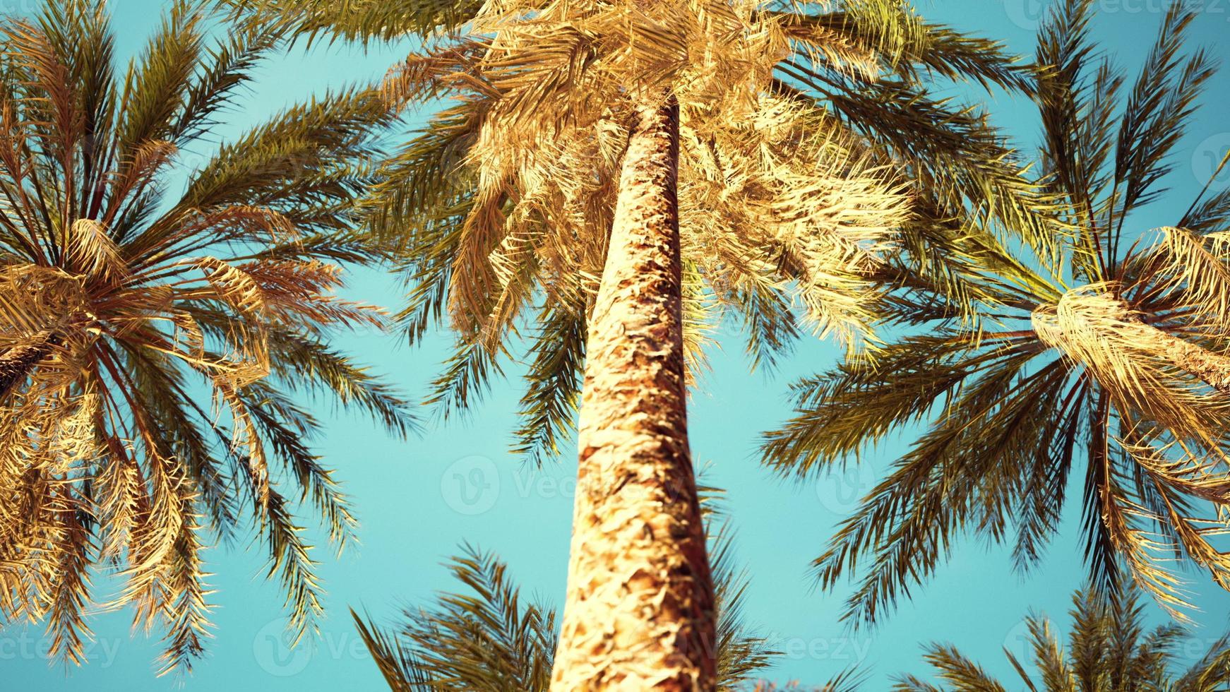 exotische tropische palmen im sommerblick von unten bis zum himmel foto