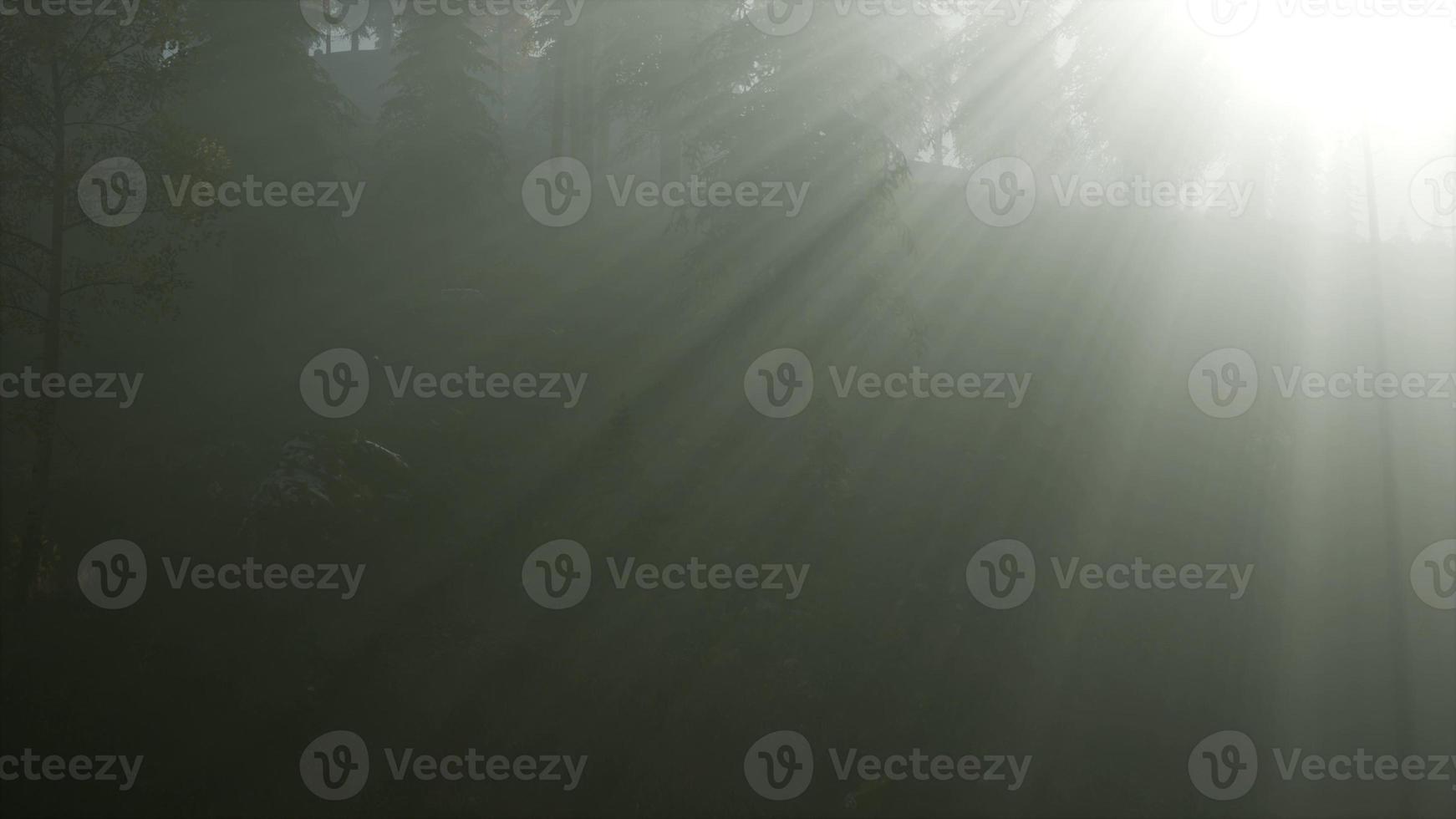 nadelwald, der von der fising sonne auf einem nebligen hintergrund beleuchtet wird foto