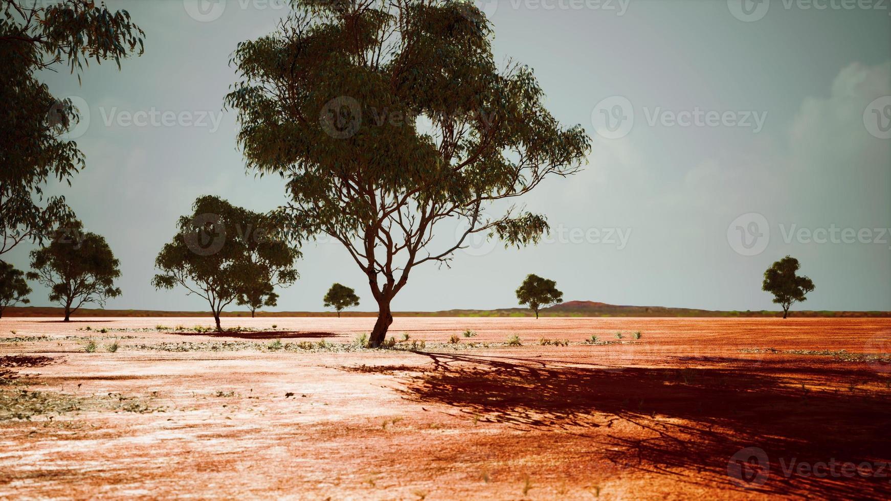 trockene afrikanische Savanne mit Bäumen foto