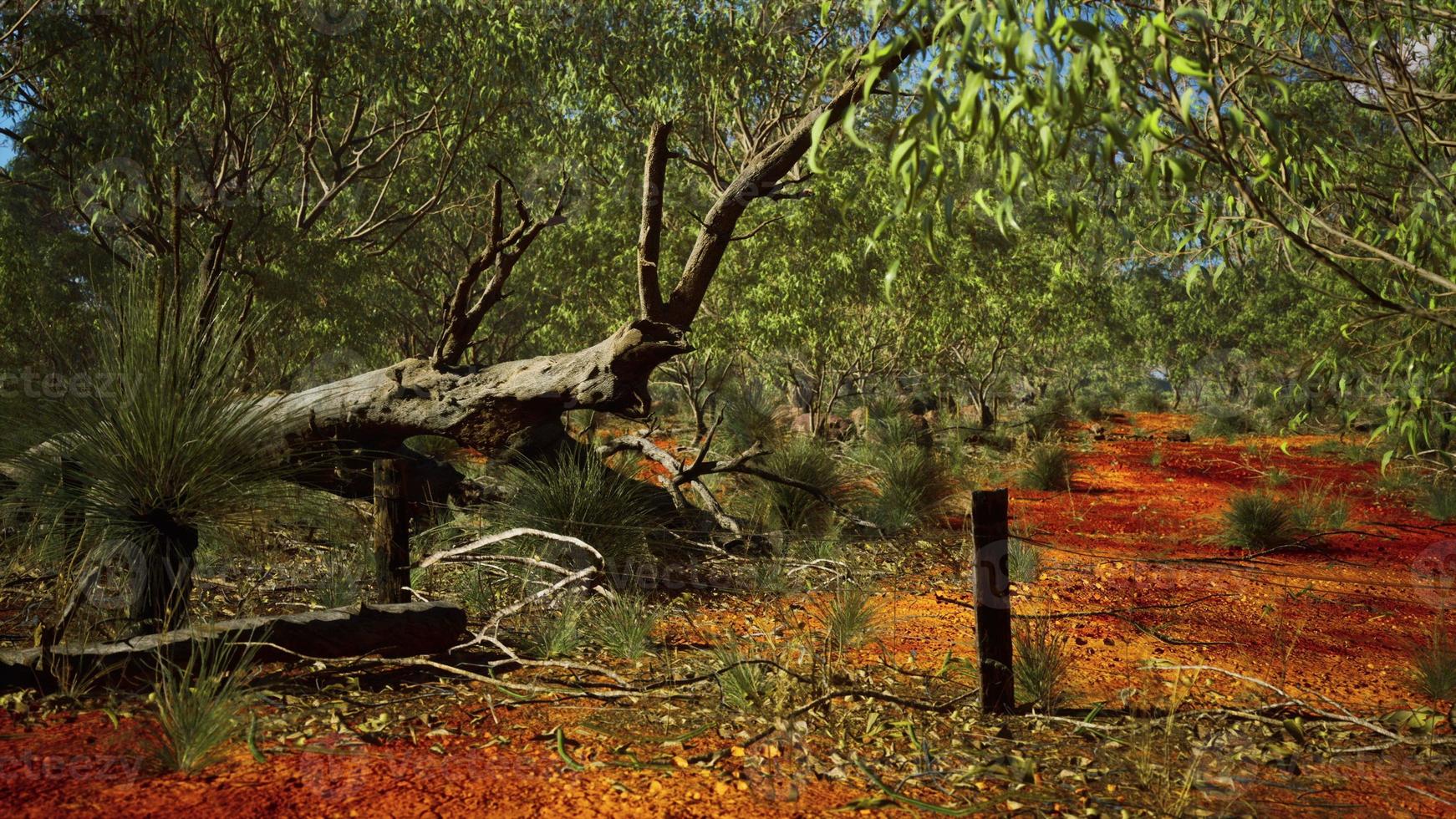 australischer Busch mit Bäumen auf rotem Sand foto