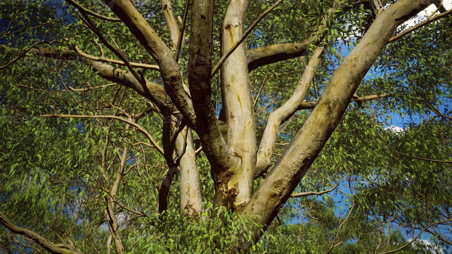 Eukalyptus im roten Zentrum Australiens foto