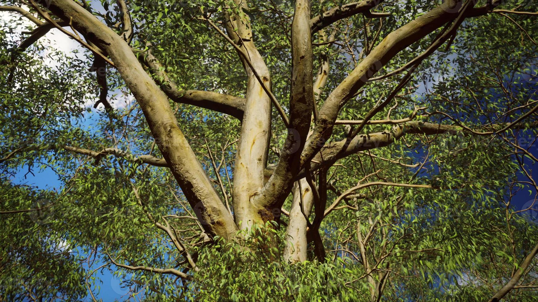 Eukalyptus im roten Zentrum Australiens foto