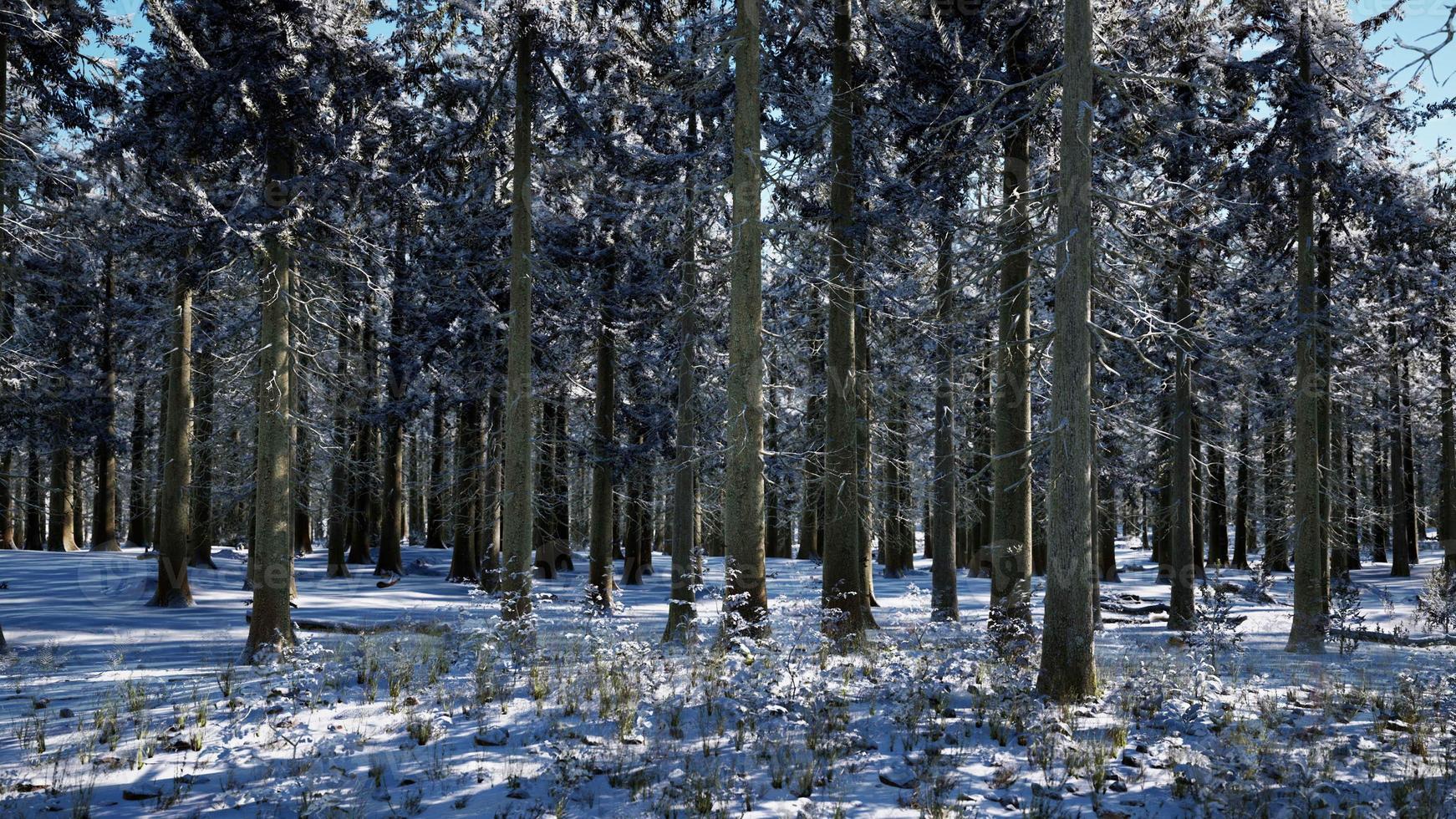 Schneebedeckter Nadelwald am sonnigen Tag foto