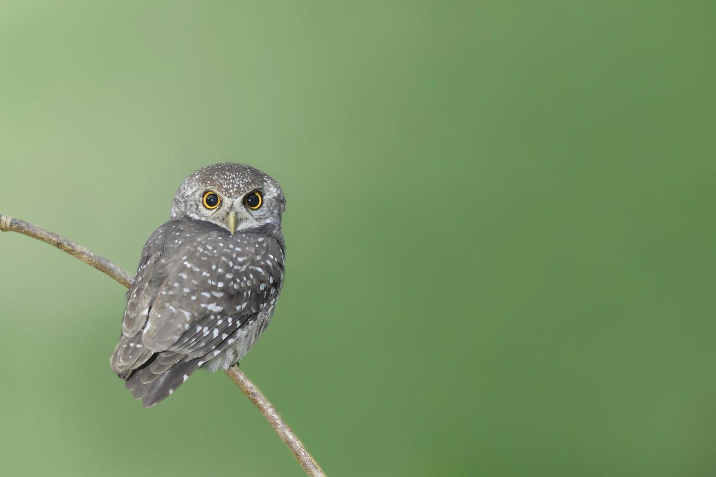 Vogel gefleckte Eule, die auf Ast hockt foto