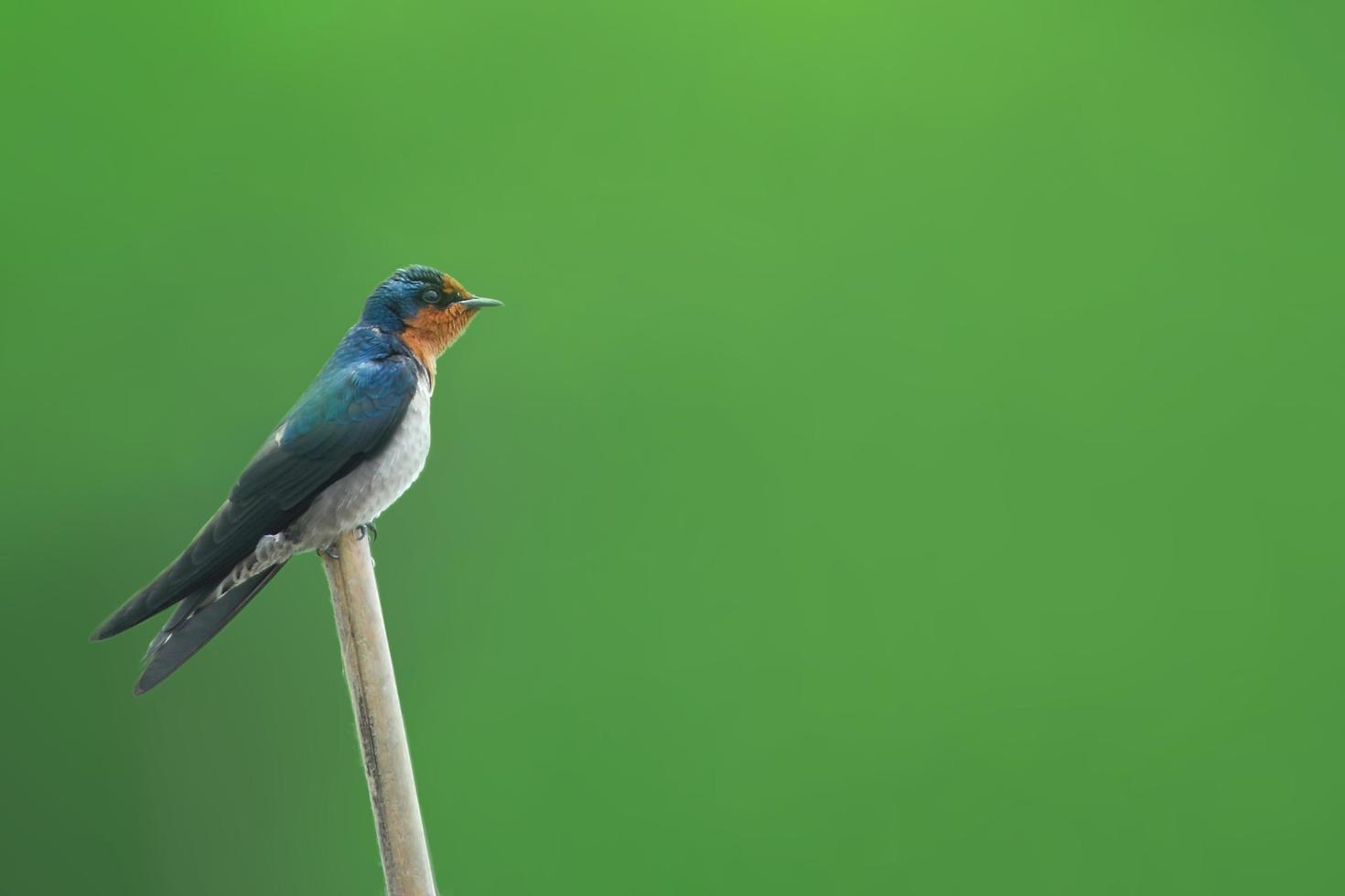 schöne Vogelrauchschwalbe, die auf Ast hockt foto