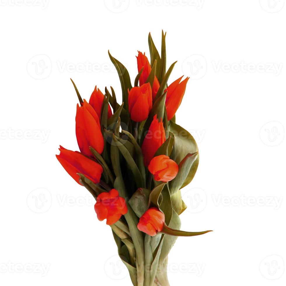 Tulpe isoliert auf weißem Hintergrund, glücklich 8. März foto