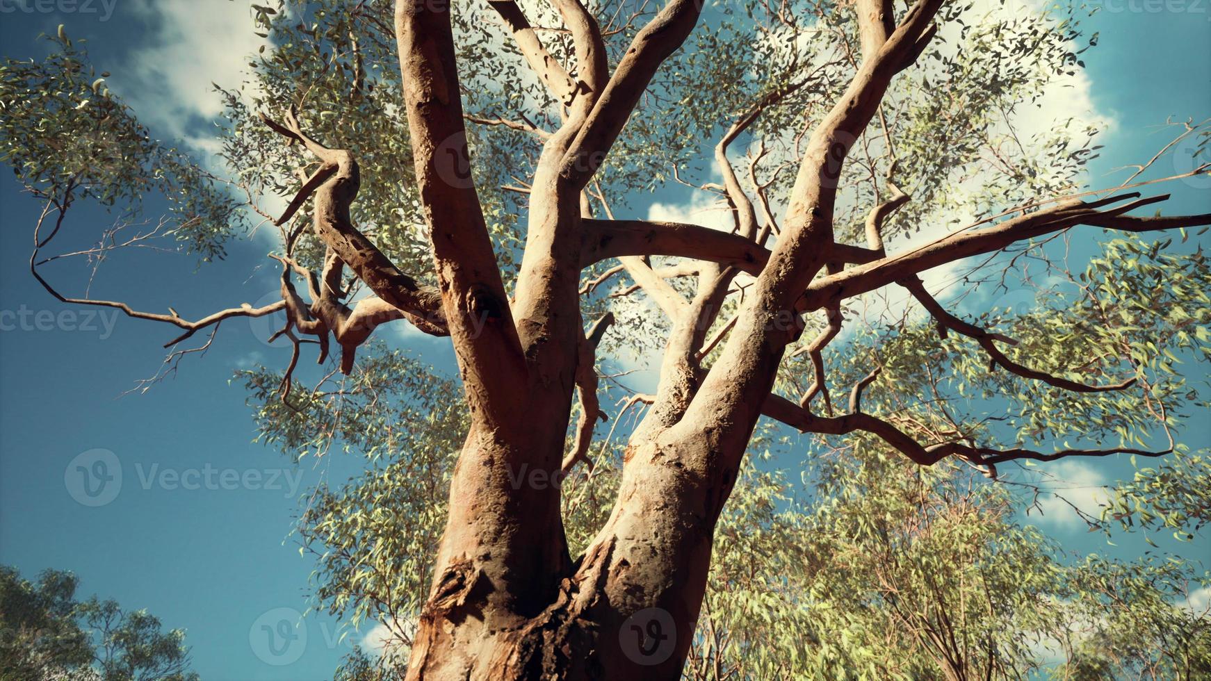 Eukalyptus im roten Zentrum Australiens foto