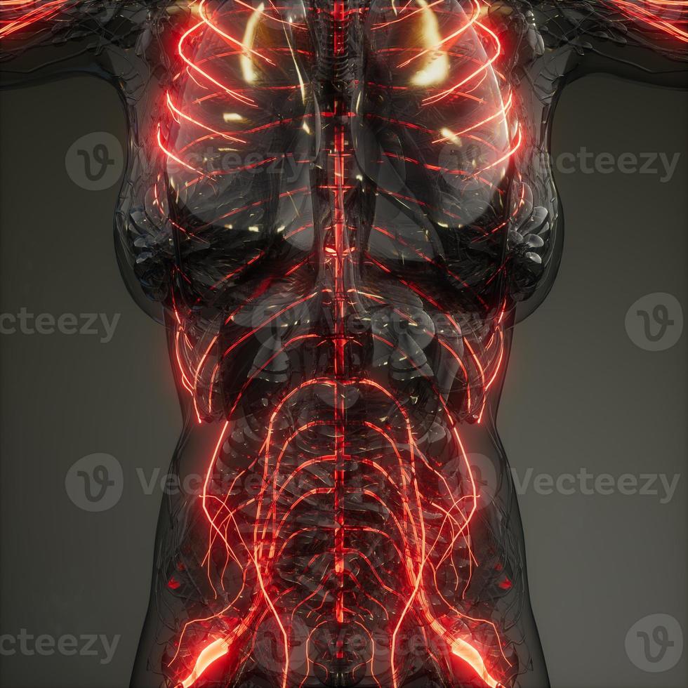 Radiologieprüfung des menschlichen Neurologiesystems foto