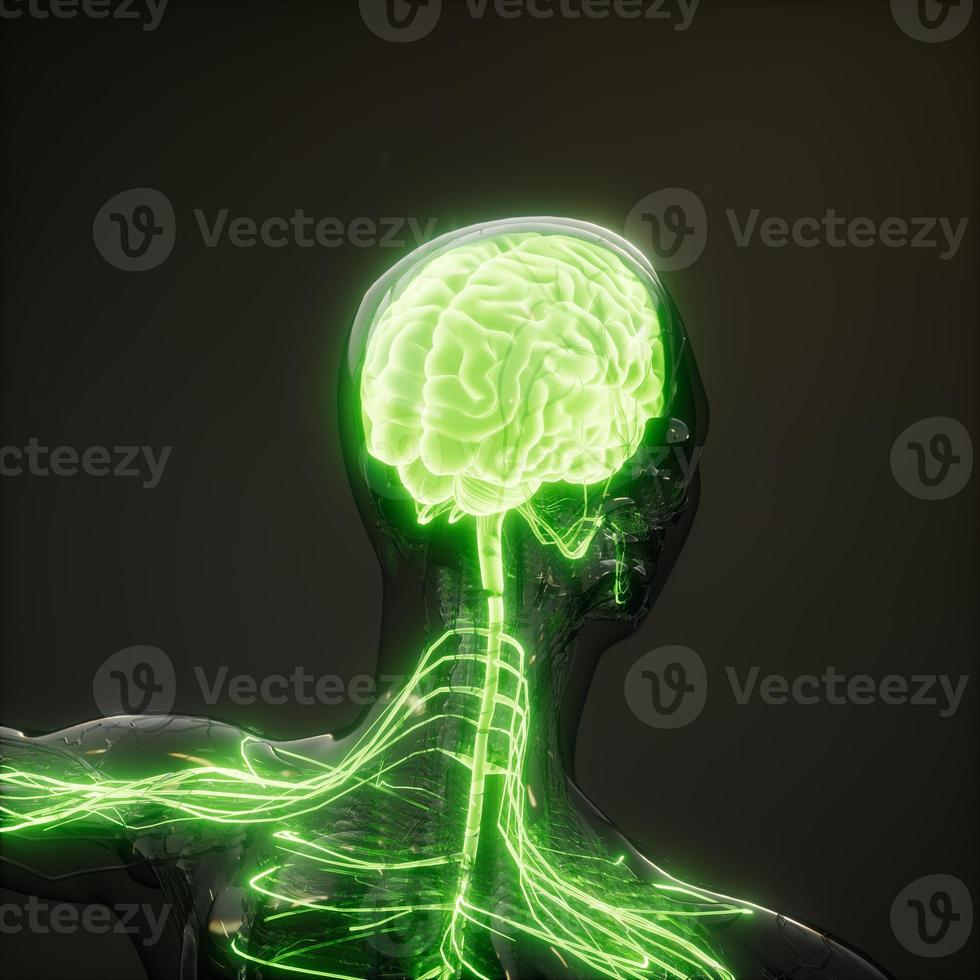 Röntgenuntersuchung des menschlichen Gehirns foto