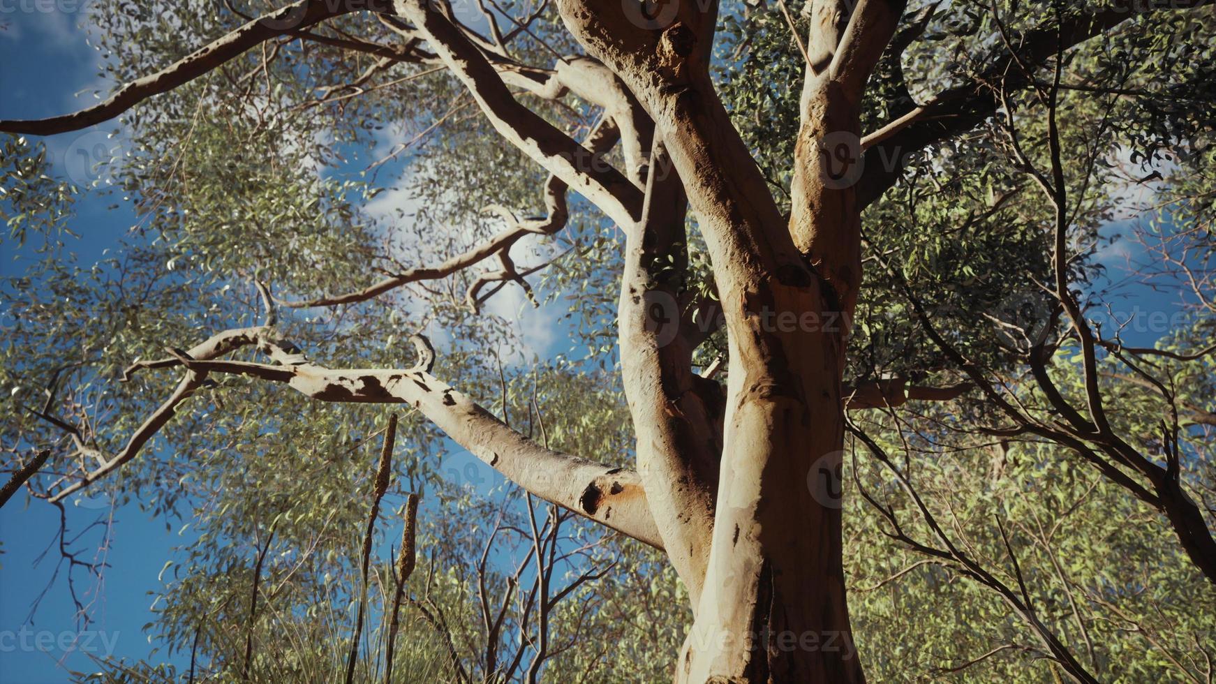 Eukalyptus im roten Zentrum Australiens foto