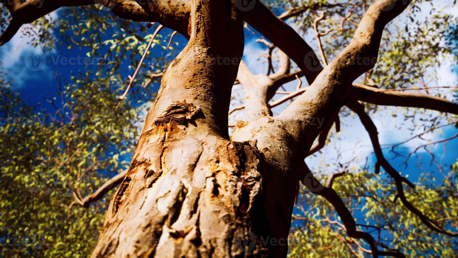 Eukalyptus im roten Zentrum Australiens foto