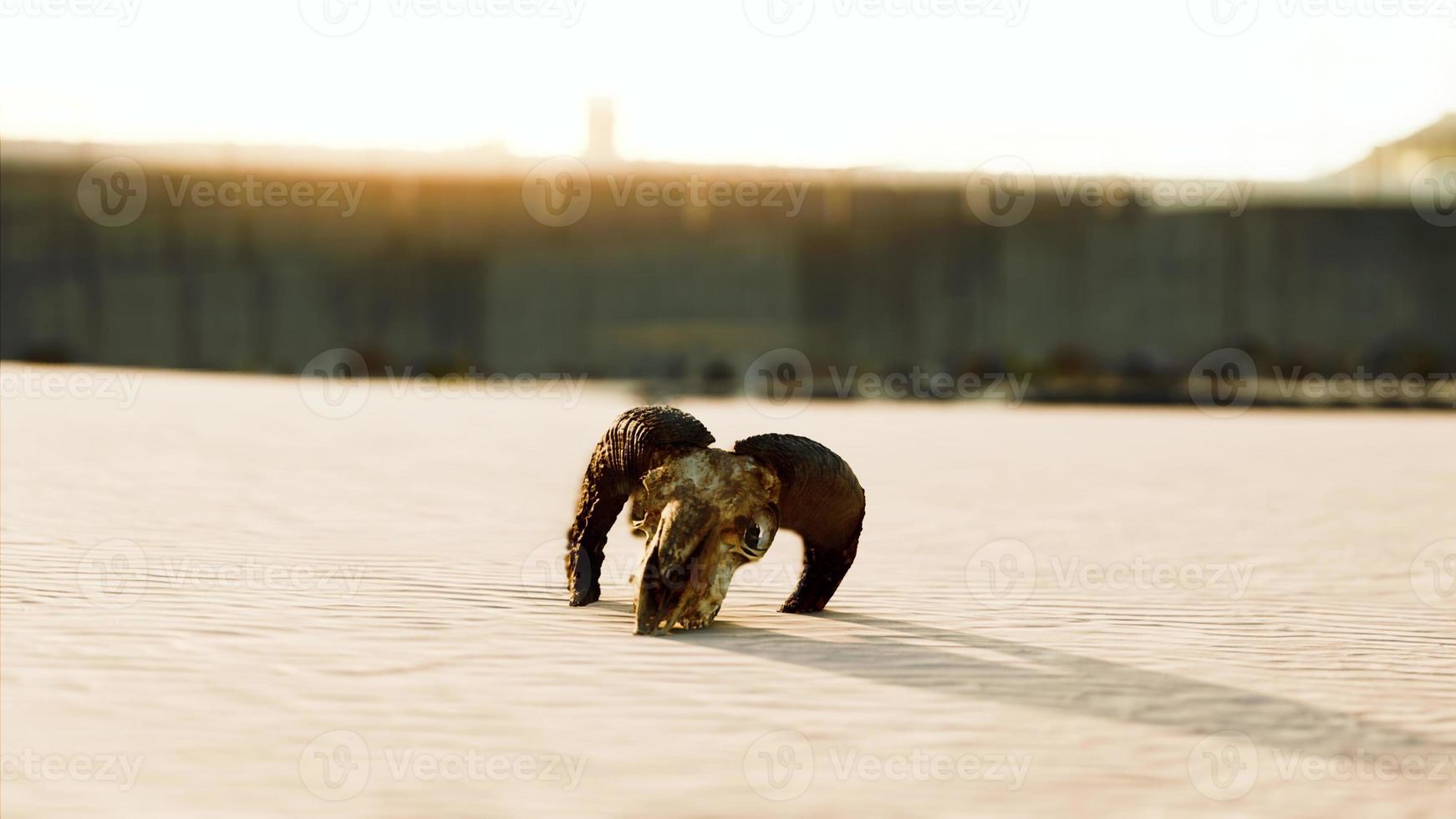 Nahaufnahme eines Schädels, der auf dem nassen Sand liegt foto