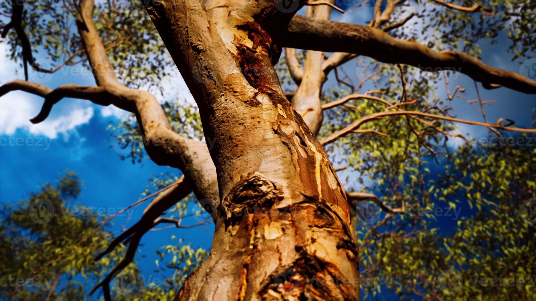 Eukalyptus im roten Zentrum Australiens foto