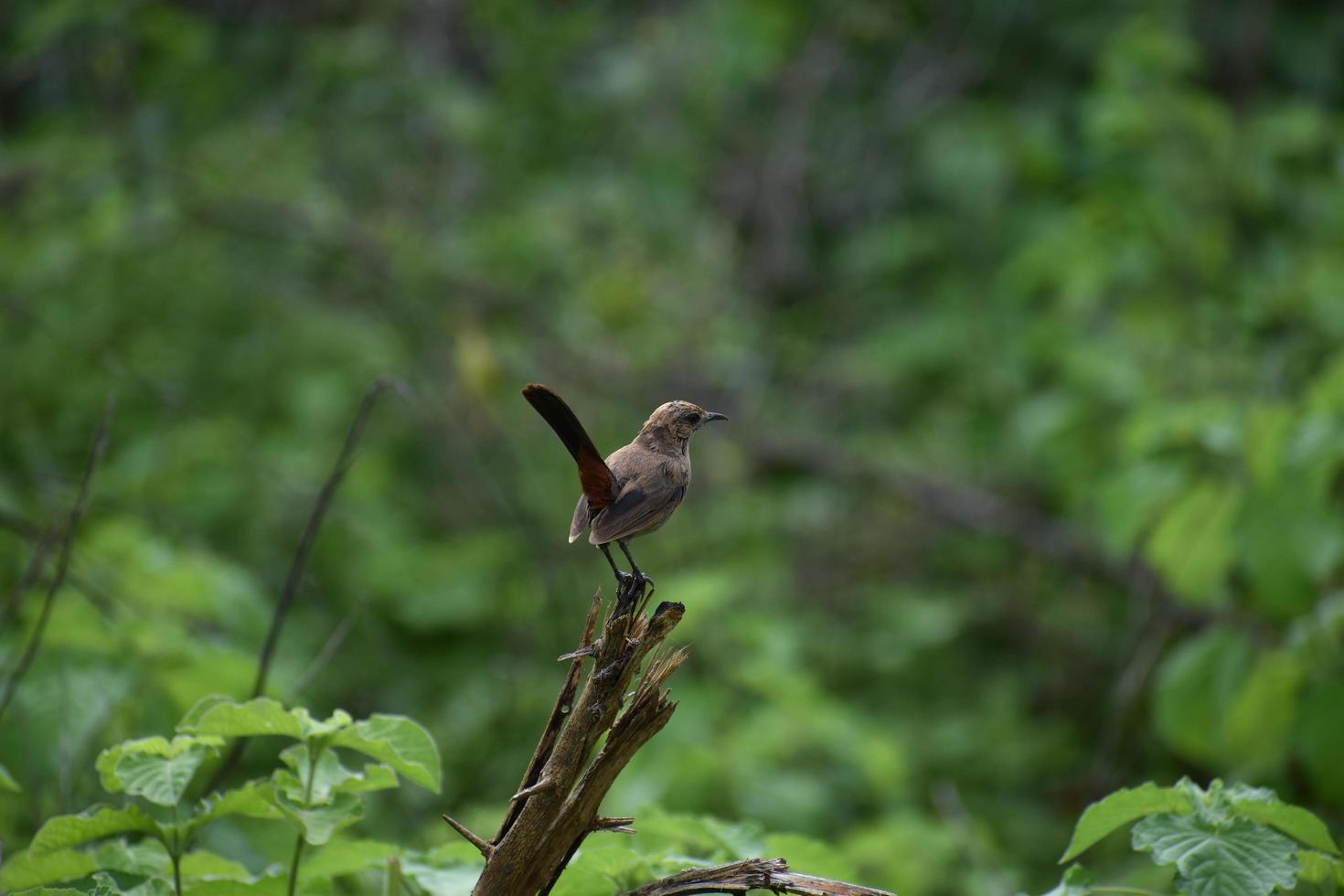 Vogel auf dem Ast foto