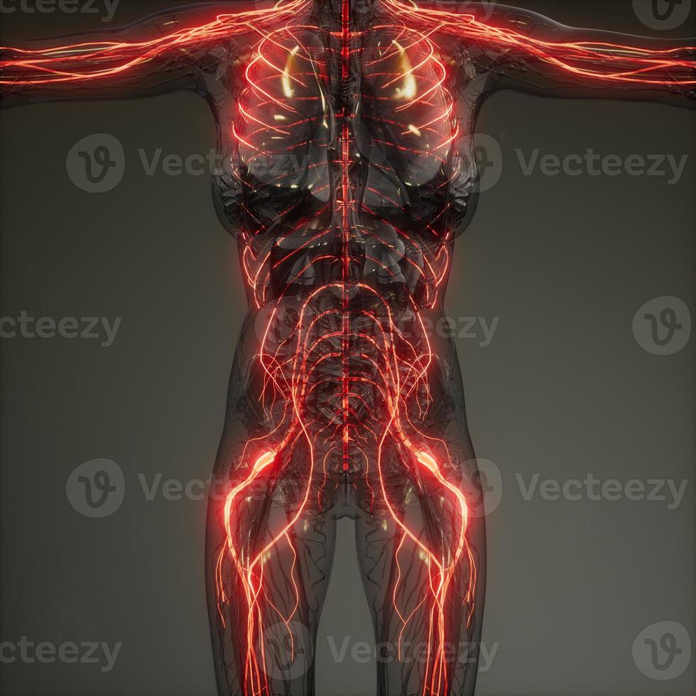 Radiologieprüfung des menschlichen Neurologiesystems foto