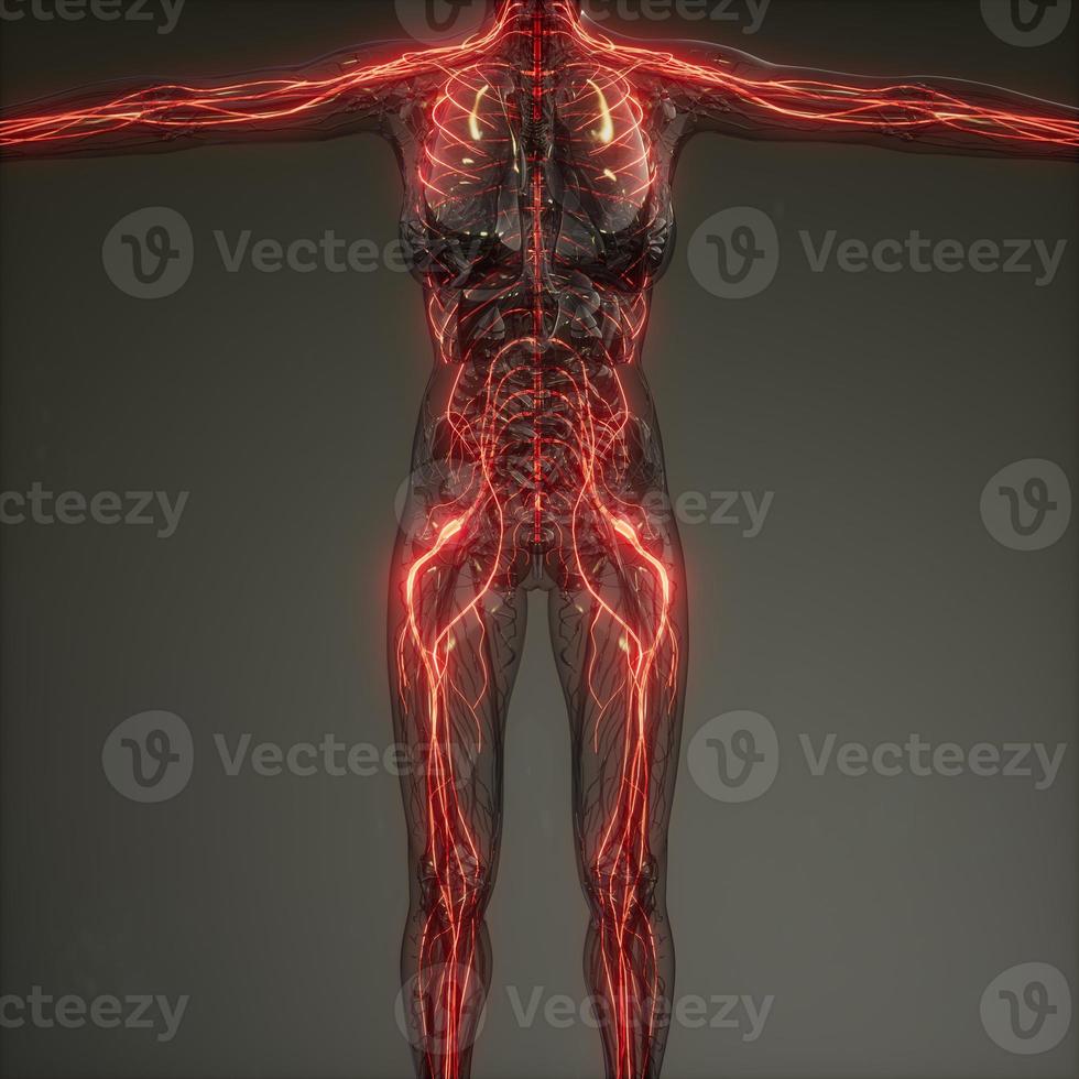 Radiologieprüfung des menschlichen Neurologiesystems foto