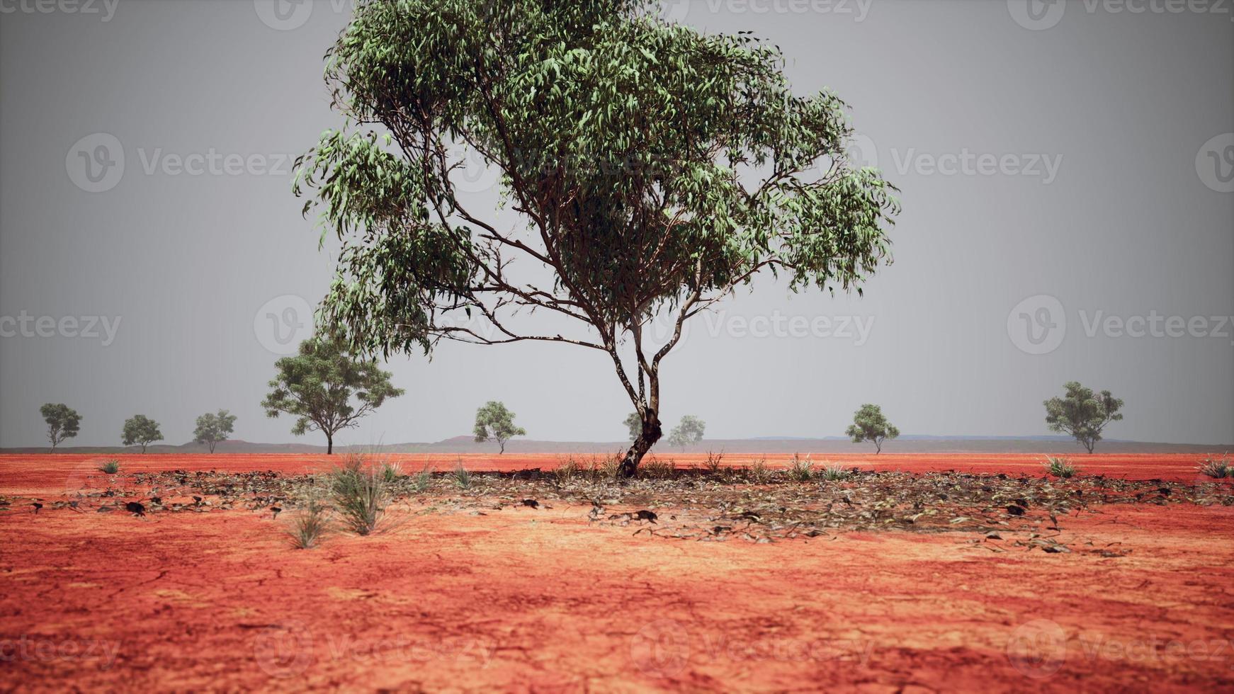 trockene afrikanische Savanne mit Bäumen foto