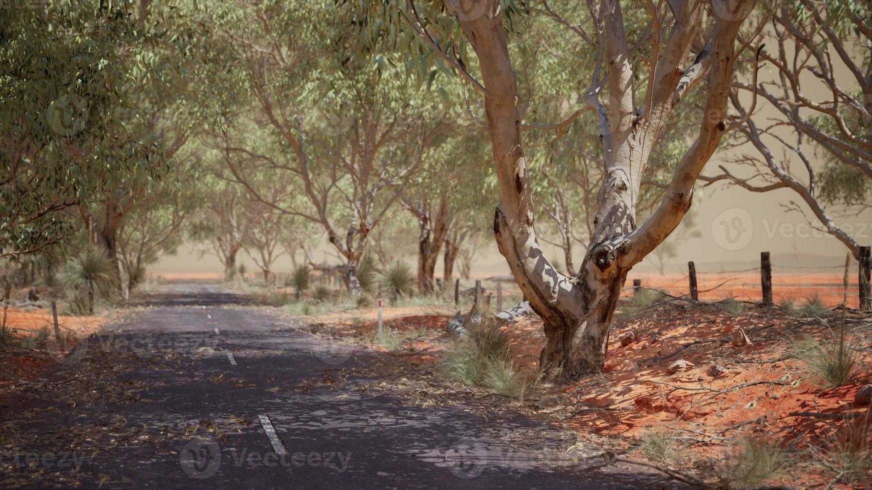 offene straße in australien mit buschbäumen foto