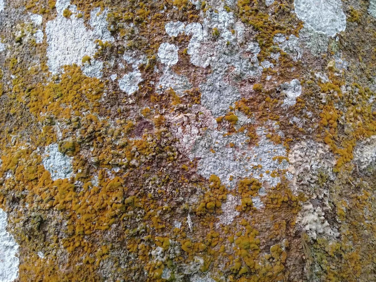 natürlicher Hintergrund mit Baumrindenstruktur foto