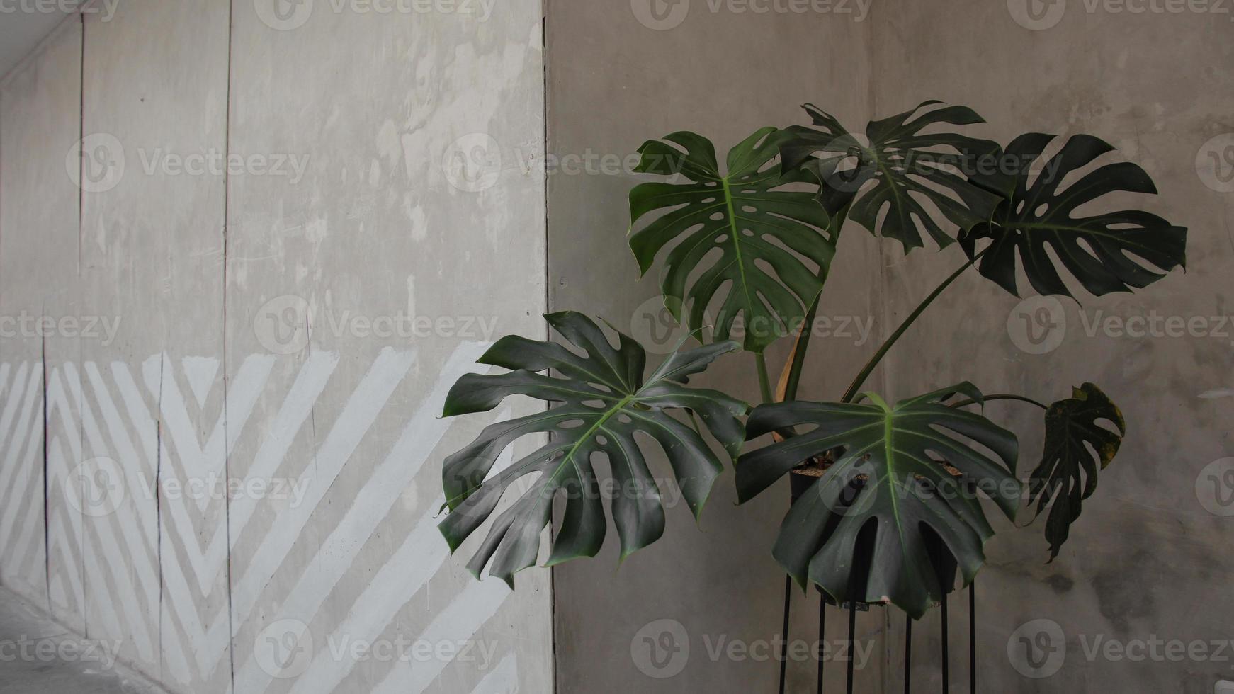 monstera in der ecke des raumes mit linienperspektive der dekorativen betonwand foto