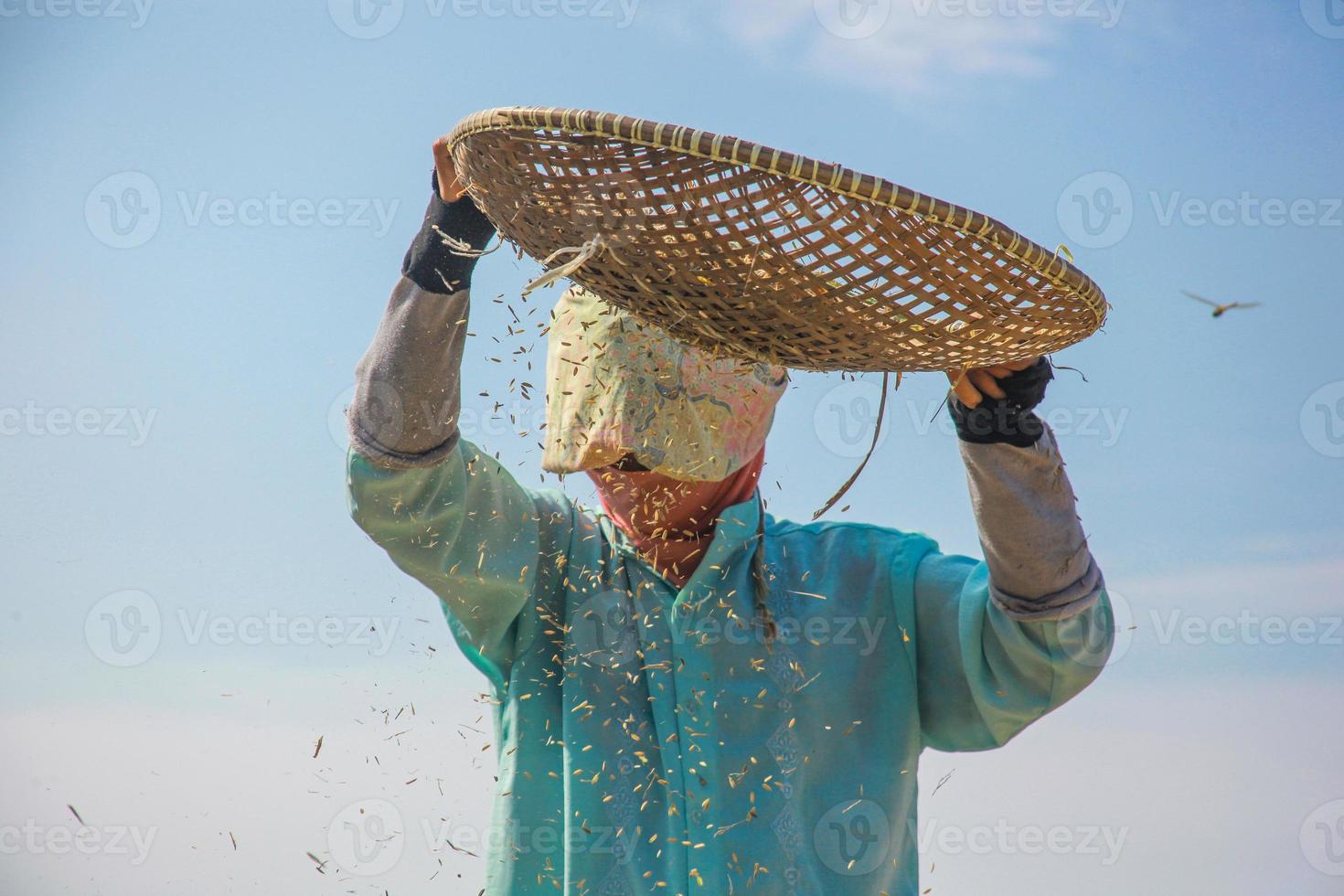 Nahaufnahme einer asiatischen Bäuerin, die Reis auf dem Land erntet. der Bauer, der Reis während des Ernteprozesses mit blauem Himmelshintergrund sichtet foto