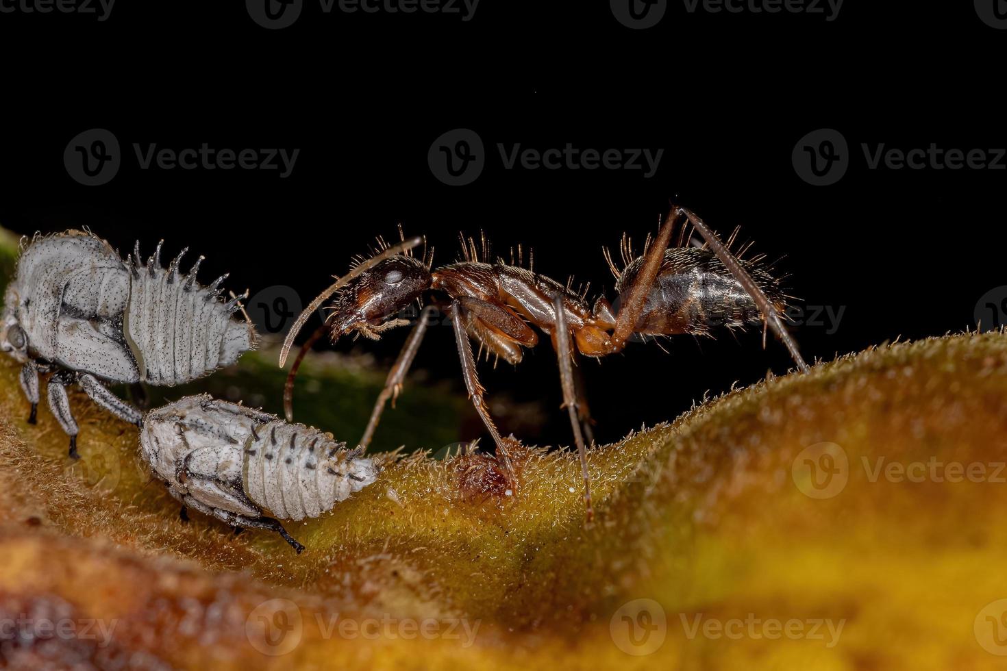 erwachsenes Weibchen der Zimmerameise mit typischen Baumhüpfernymphen foto