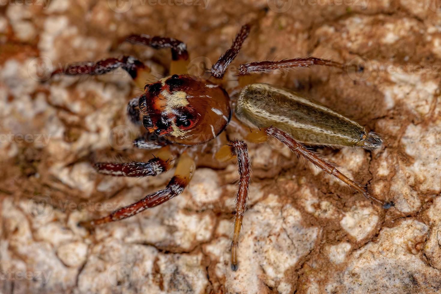 erwachsene männliche springende spinne foto