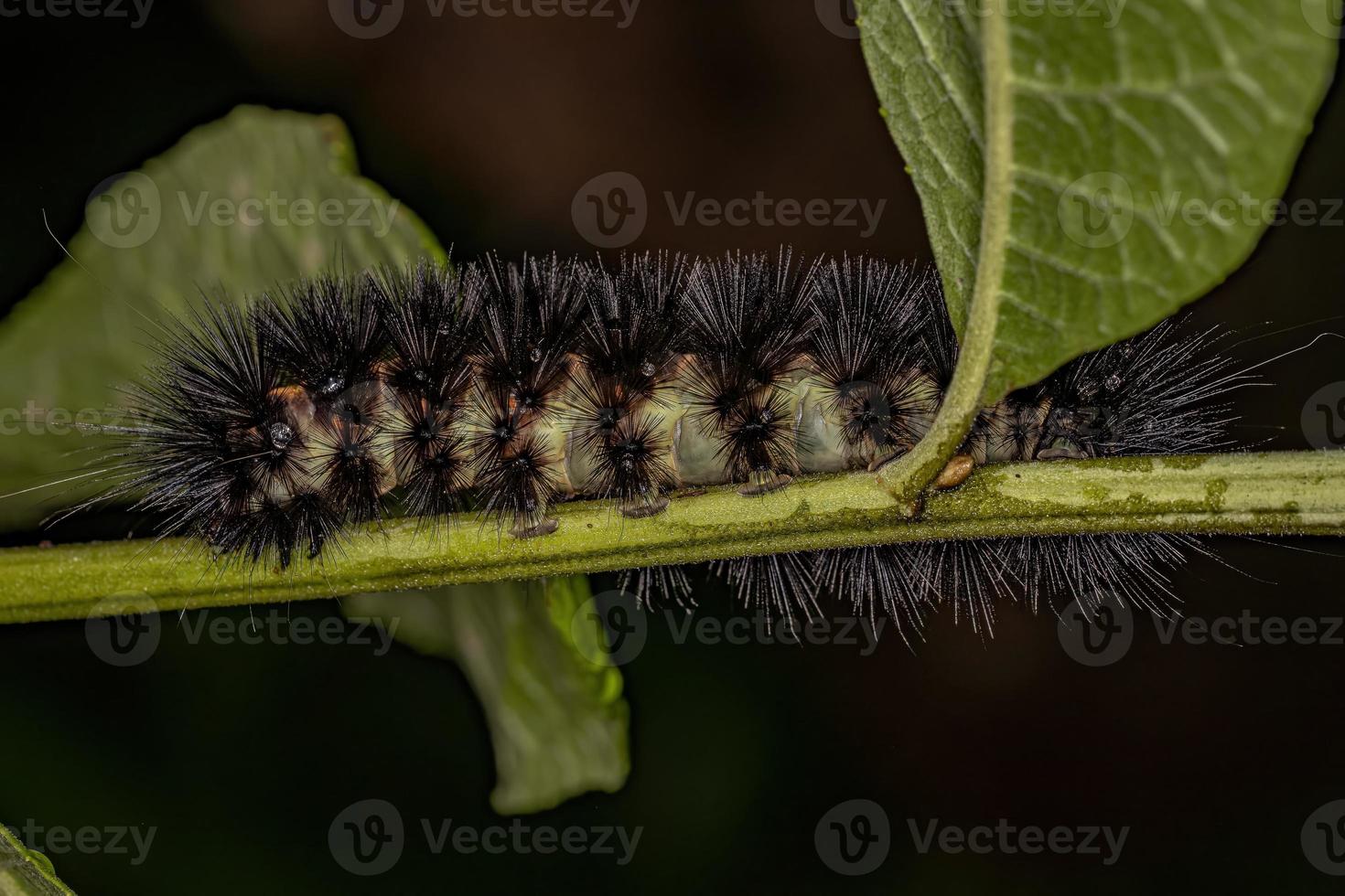 Raupe der Tigermotte foto