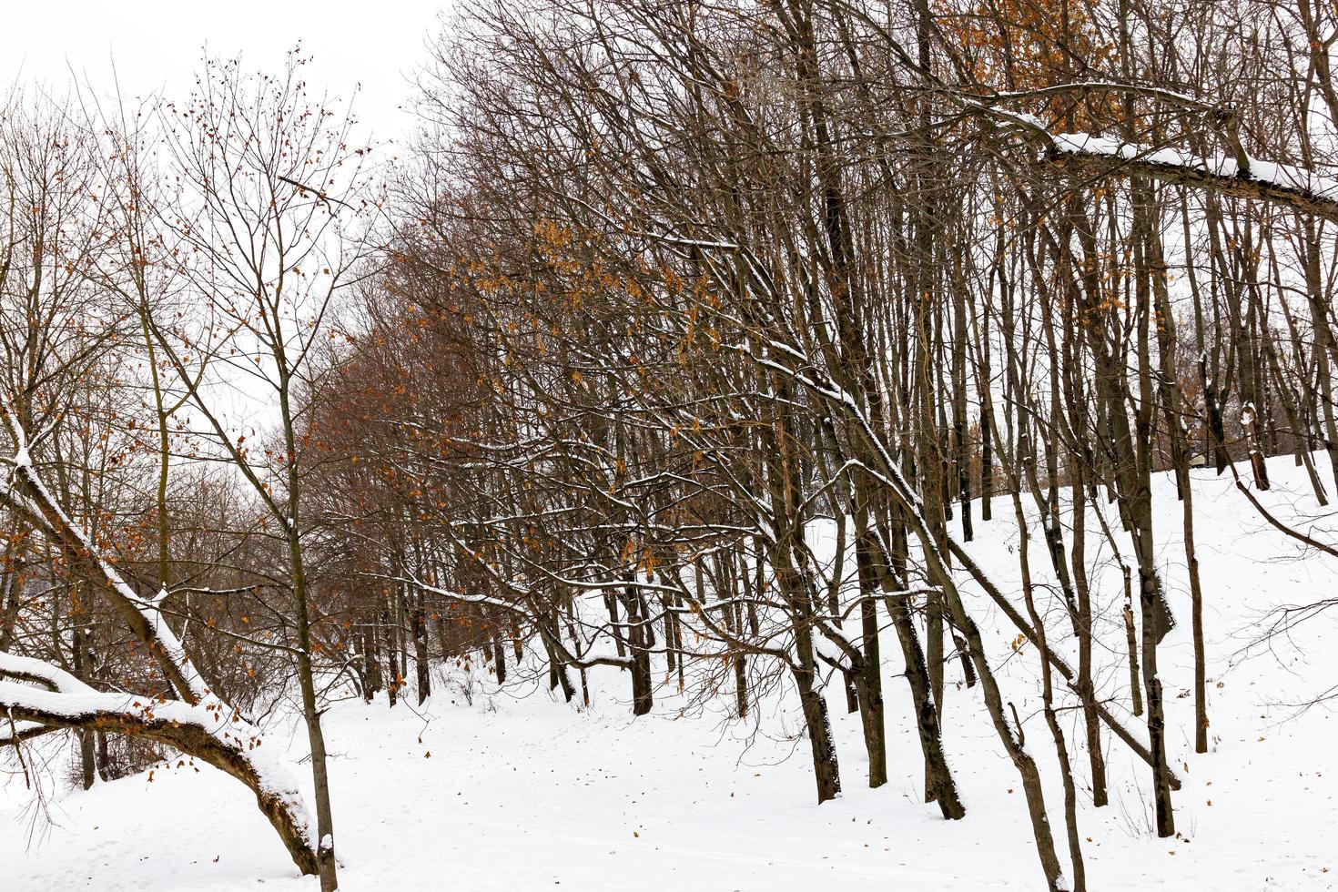 bewölkter Wintertag im Park. foto