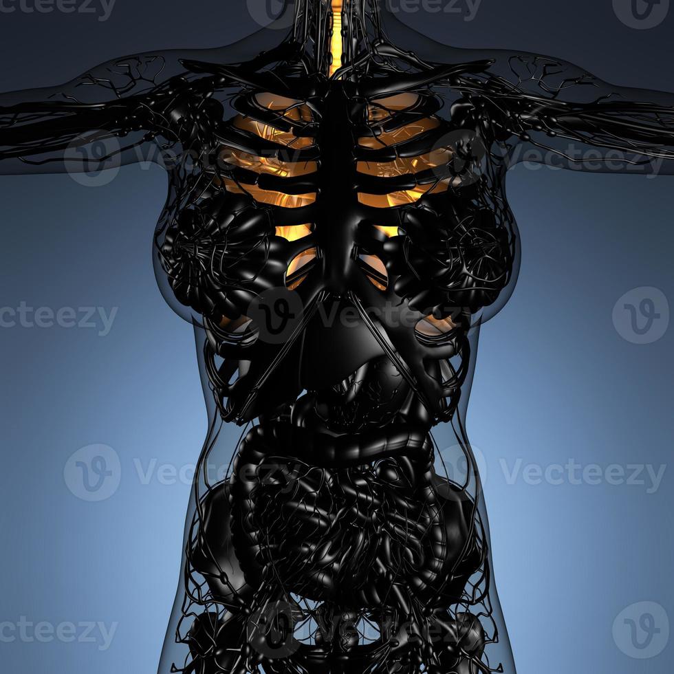 wissenschaftliche anatomie des weiblichen körpers mit glühenden lungen foto