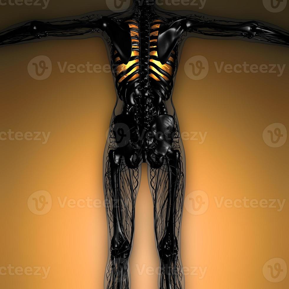 wissenschaftliche anatomie des weiblichen körpers mit glühenden lungen foto
