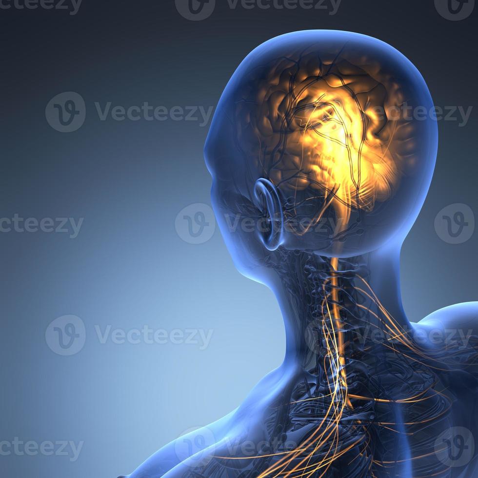 wissenschaftliche Anatomie des menschlichen Gehirns im Röntgenbild foto