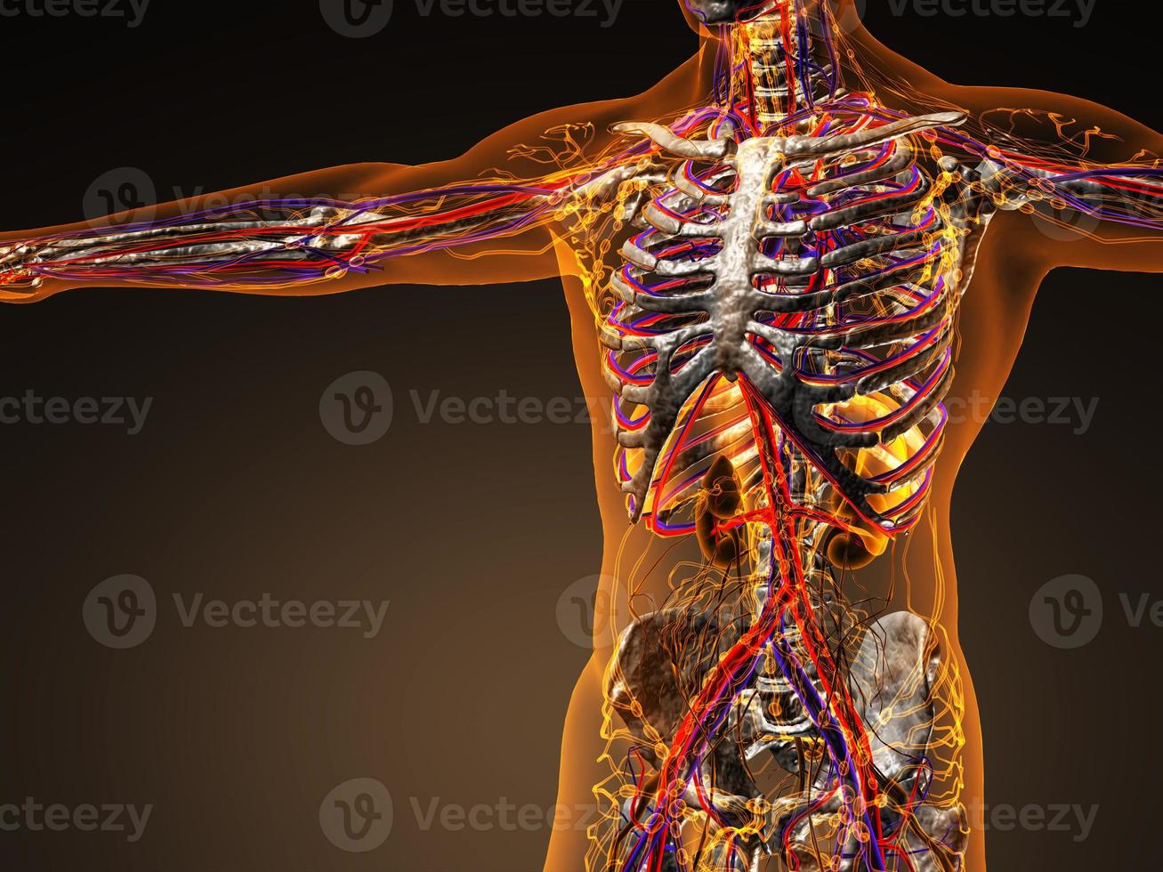 Herz-Kreislauf-System des Menschen mit Knochen im transparenten Körper foto