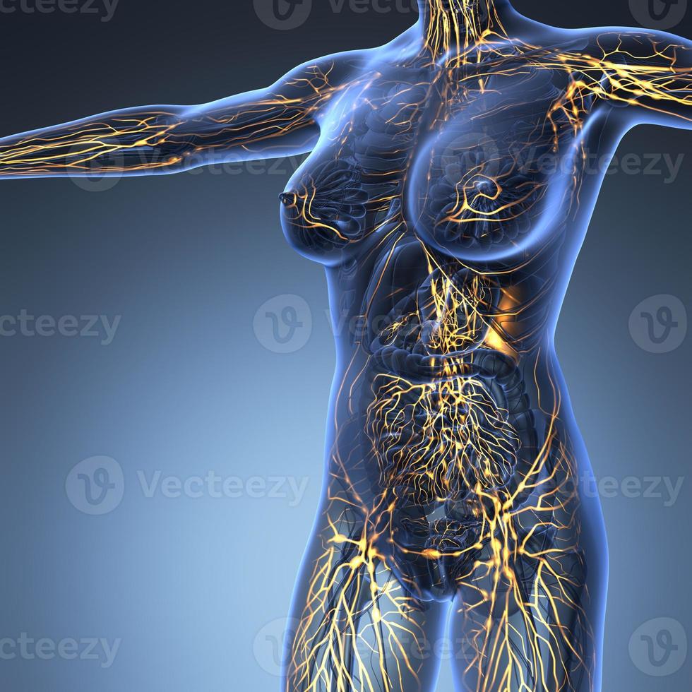 Menschliches lymphatisches System mit Knochen im transparenten Körper foto