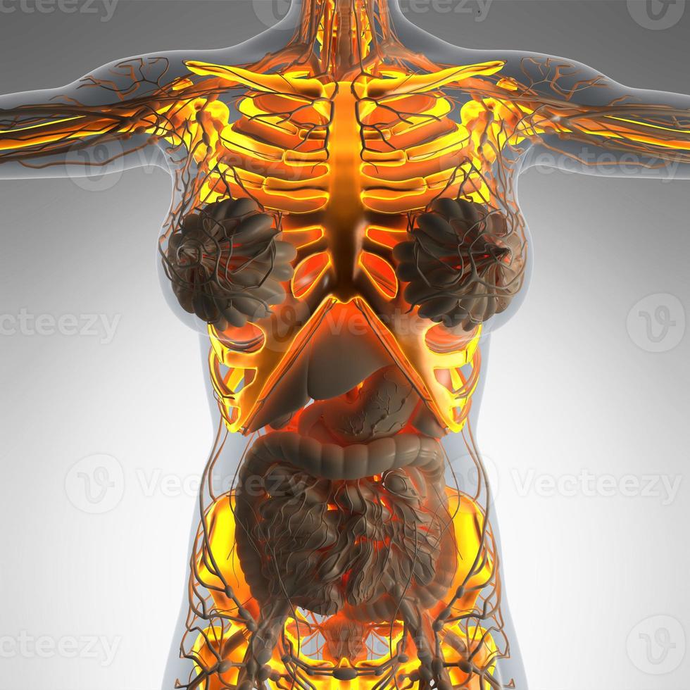 wissenschaftliche anatomie des menschlichen körpers im röntgenbild mit leuchtenden skelettknochen foto