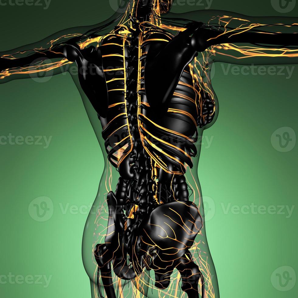 wissenschaftliche anatomie des menschlichen körpers im röntgenbild mit leuchtenden blutgefäßen foto