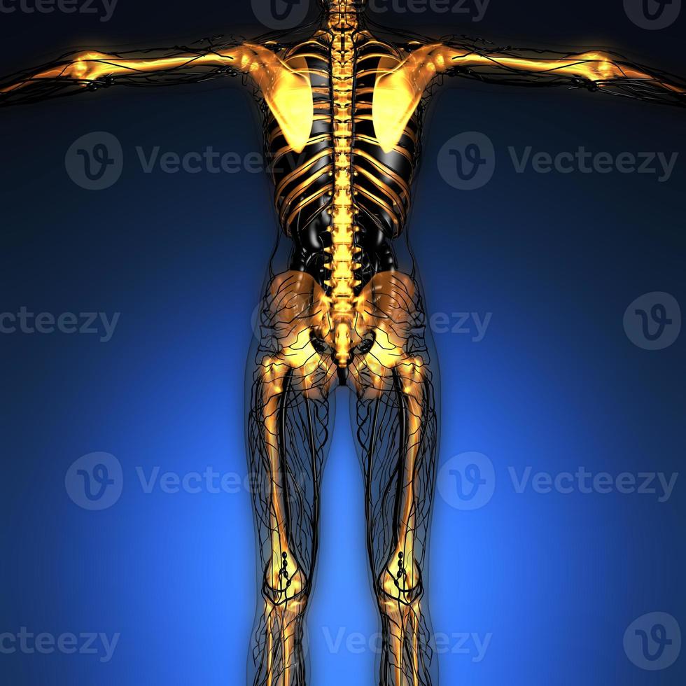 wissenschaftliche anatomie des menschlichen körpers im röntgenbild mit leuchtenden skelettknochen foto