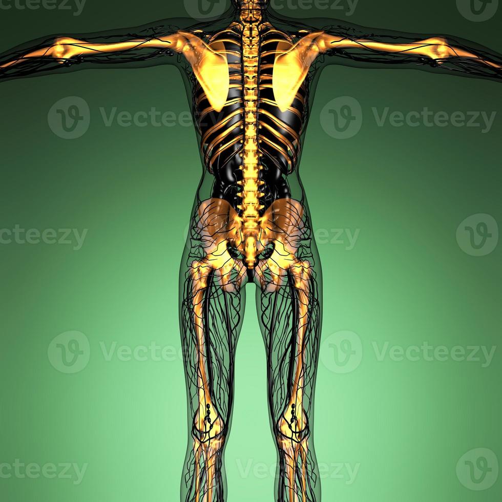 wissenschaftliche anatomie des menschlichen körpers im röntgenbild mit leuchtenden skelettknochen foto