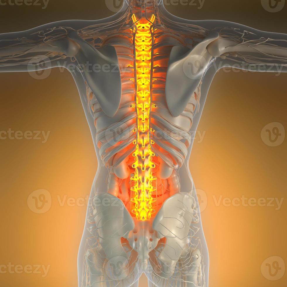 wissenschaftliche anatomie des menschlichen körpers im röntgenbild mit glühenden rückenknochen foto