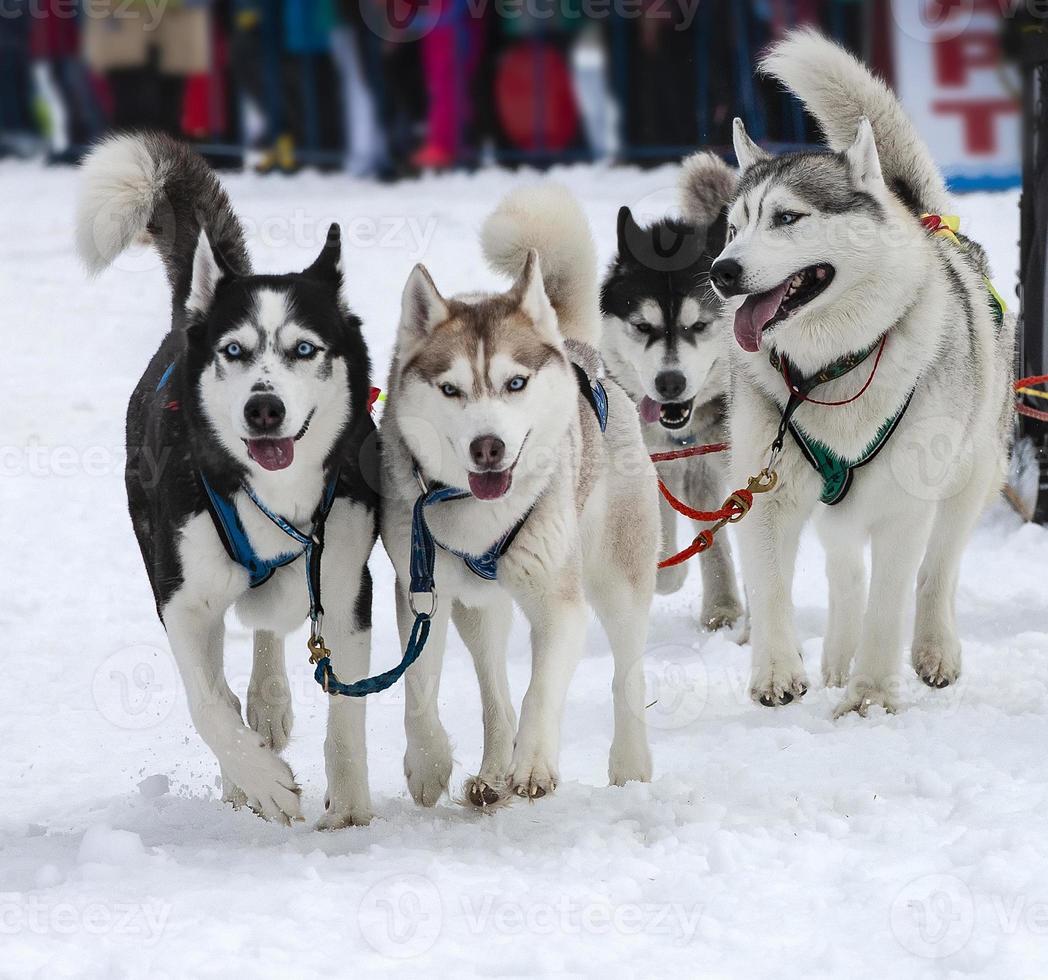 Porträt eines Huskys, der vor dem Start auf den Wettkampf gezogen wird foto