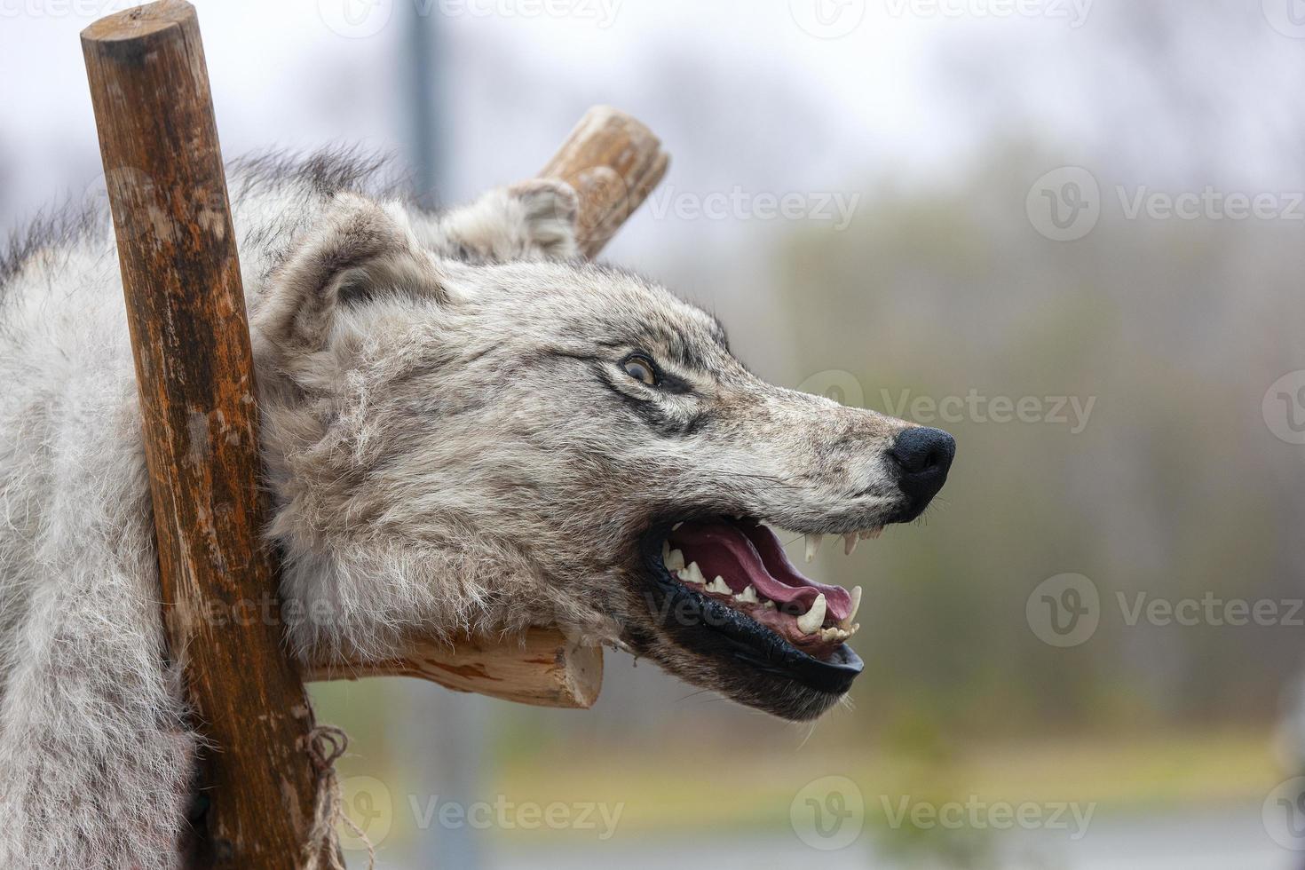 ausgestopfter aggressiver Wolfskopf mit offenem Maul foto