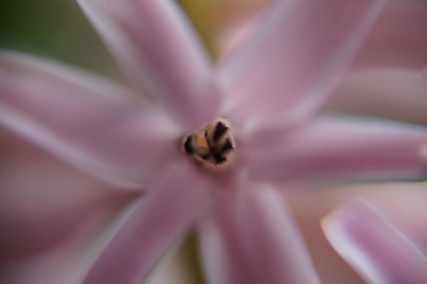 verschwommenes Detail der zartrosa Hyazinthenblüte. foto